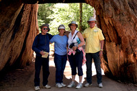 16.08.04.California: Ron & Sylvia-Big Trees