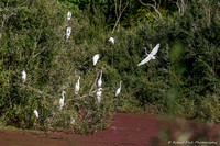 20.09.05.Egrets on Cape Cod