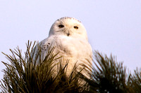 Plum Island, Salisbury and Snowy Owls